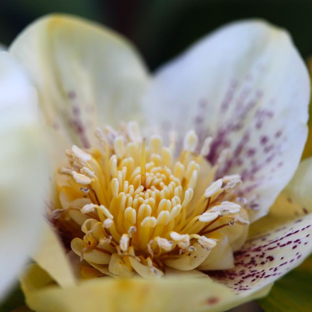 Helleborus x hybridus