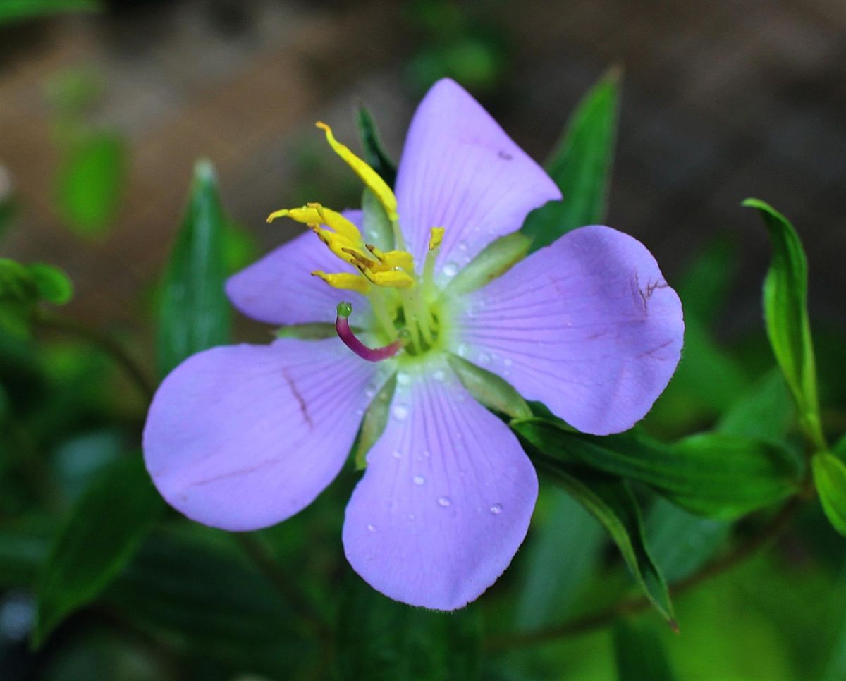 雨あがり花咲く