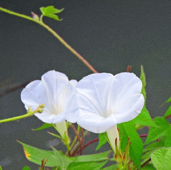 散歩道の花