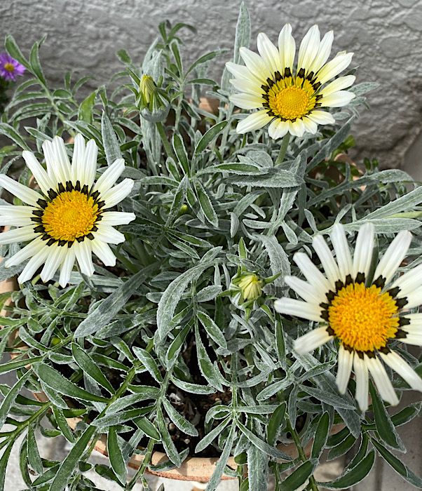 今日のお花達♪