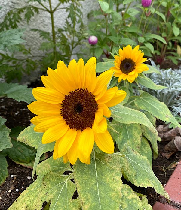 今日のお花達♪