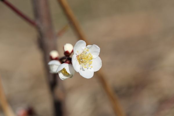 小梅が開花