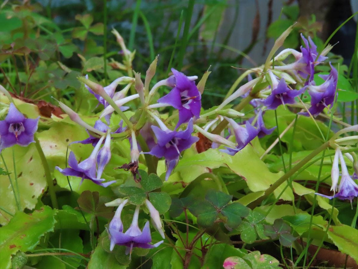 挿し芽の進捗