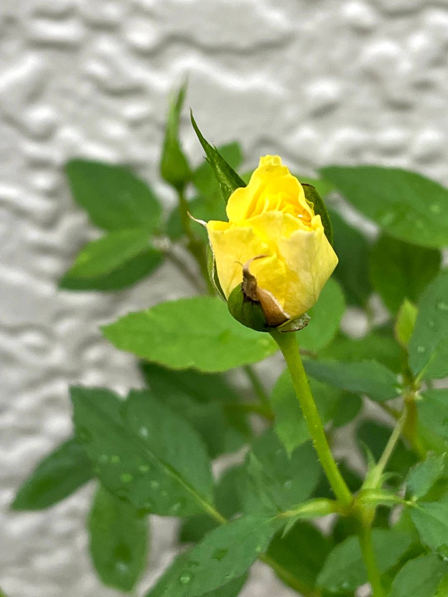 バラが咲いたので切り花に