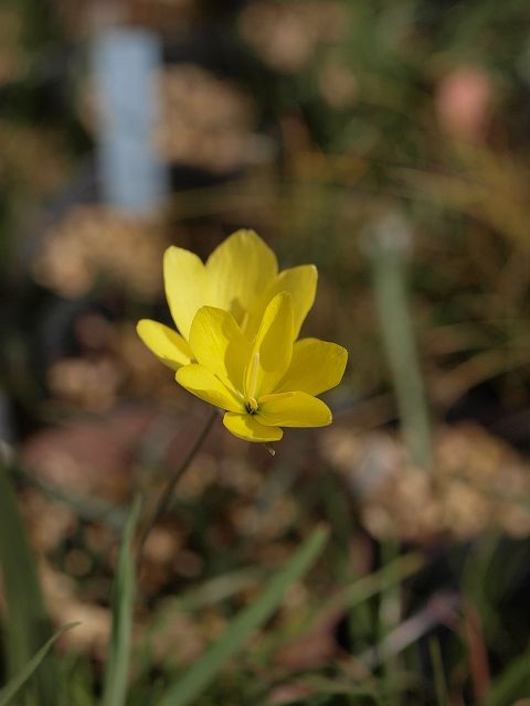 南アフリカの花