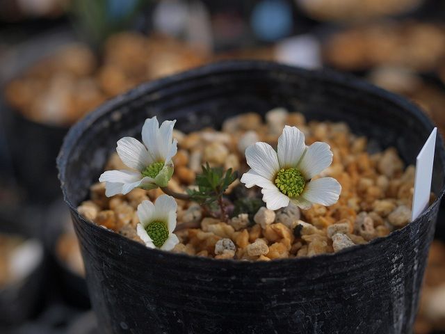 鉢の花たち１