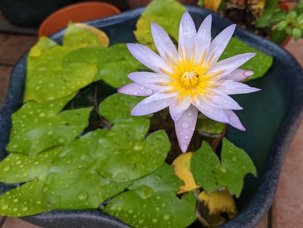 今日のお花たち（睡蓮）