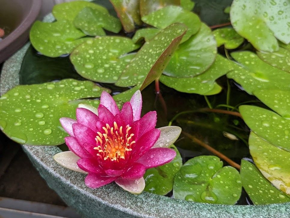 今日のお花たち（睡蓮）