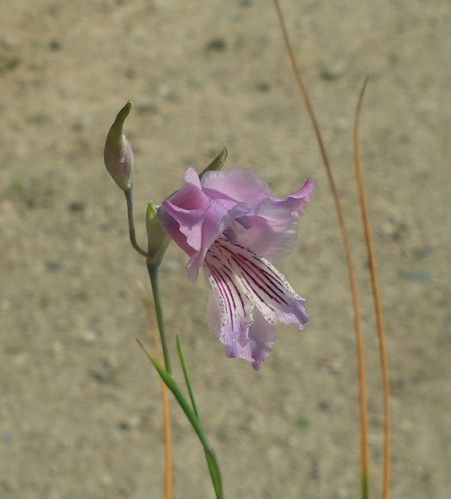 Gladiolus gracilis　と……