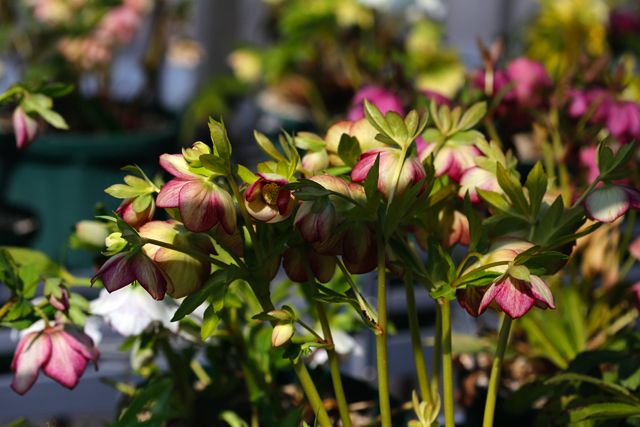 Helleborus