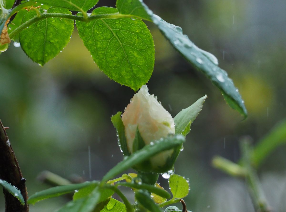 ひどい雨