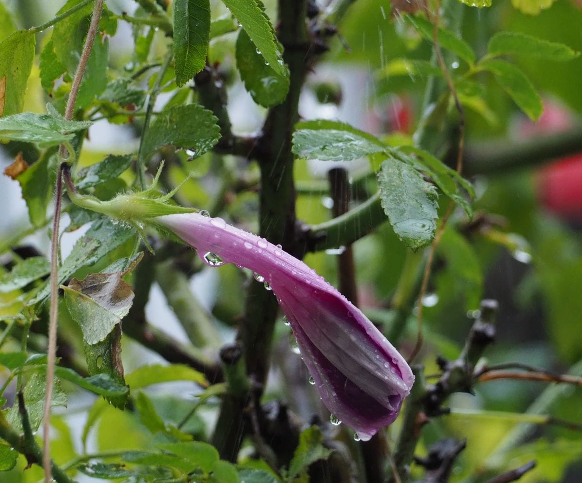 ひどい雨