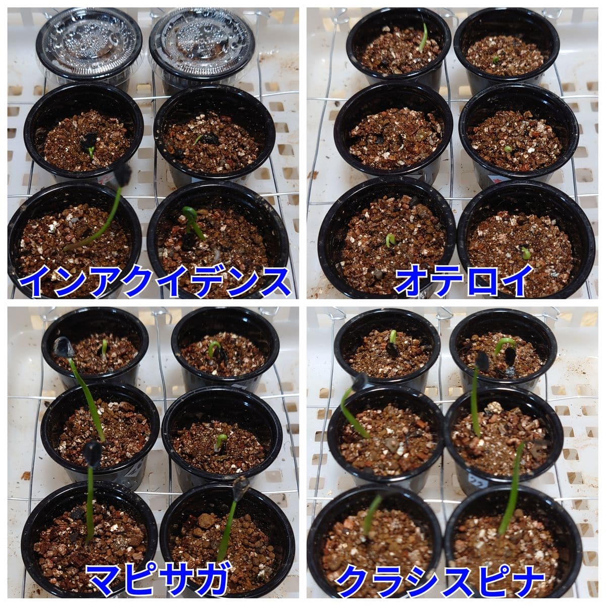 アガベの発芽状況🌱と苺アイス🍓