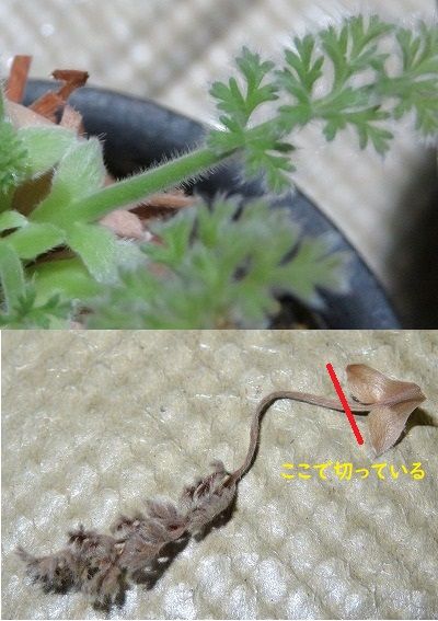 葉がら摘み・・花がらじゃなくて？？・・・・