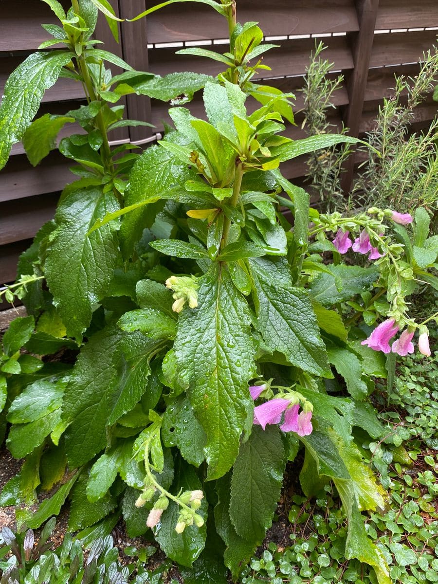 雨上がりの庭♡