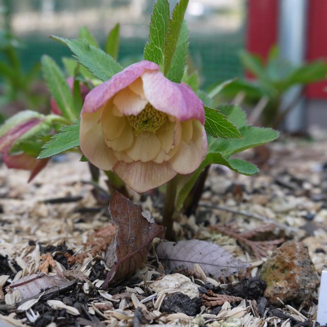 地植えっ子も咲いてきました。