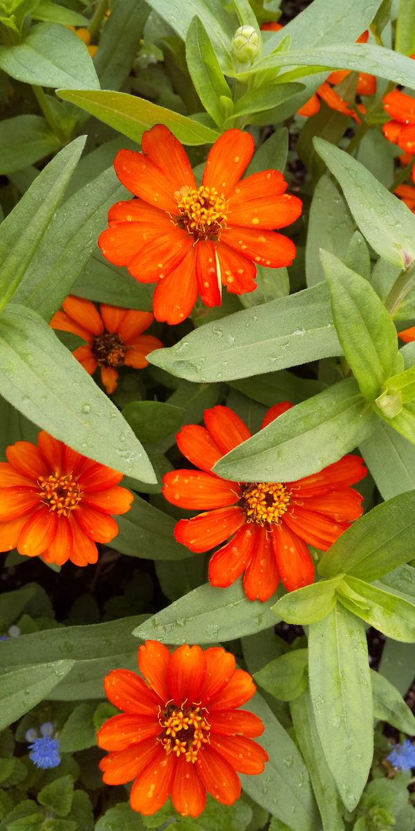 ☂️上がりのポランティアの花壇のお花達