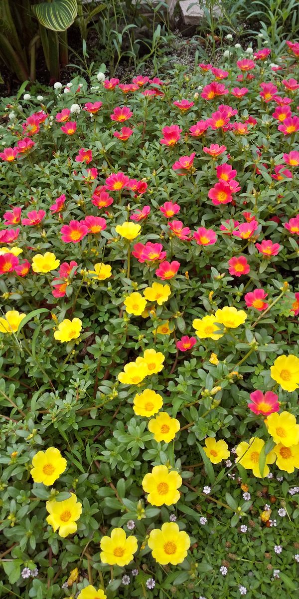 ☂️上がりのポランティアの花壇のお花達