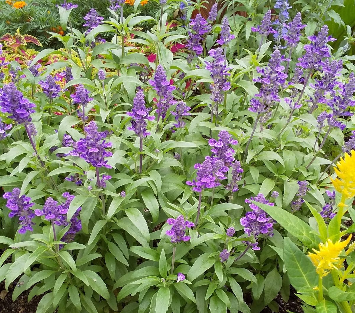 ☂️上がりのポランティアの花壇のお花達