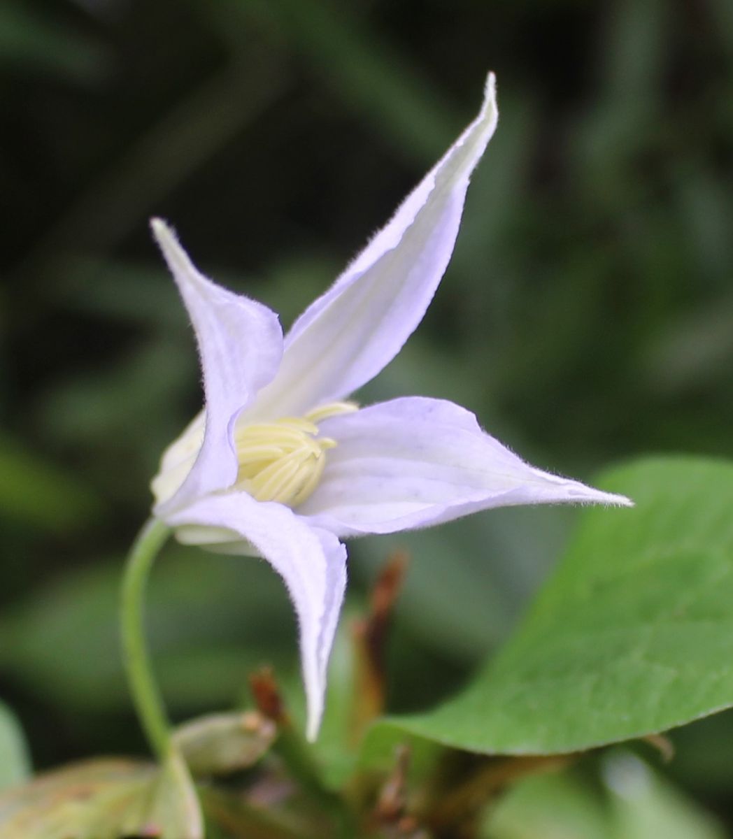 朝の花