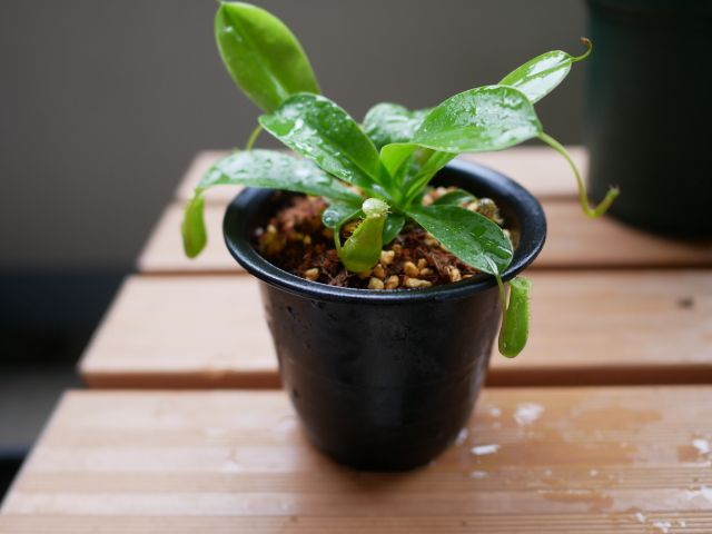 ウツボカズラをベラボン＆鹿沼土で植え替え