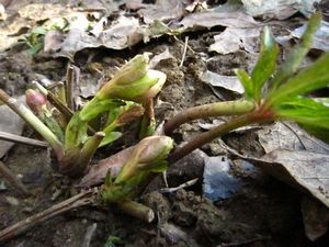 地植えのクリローさん♪