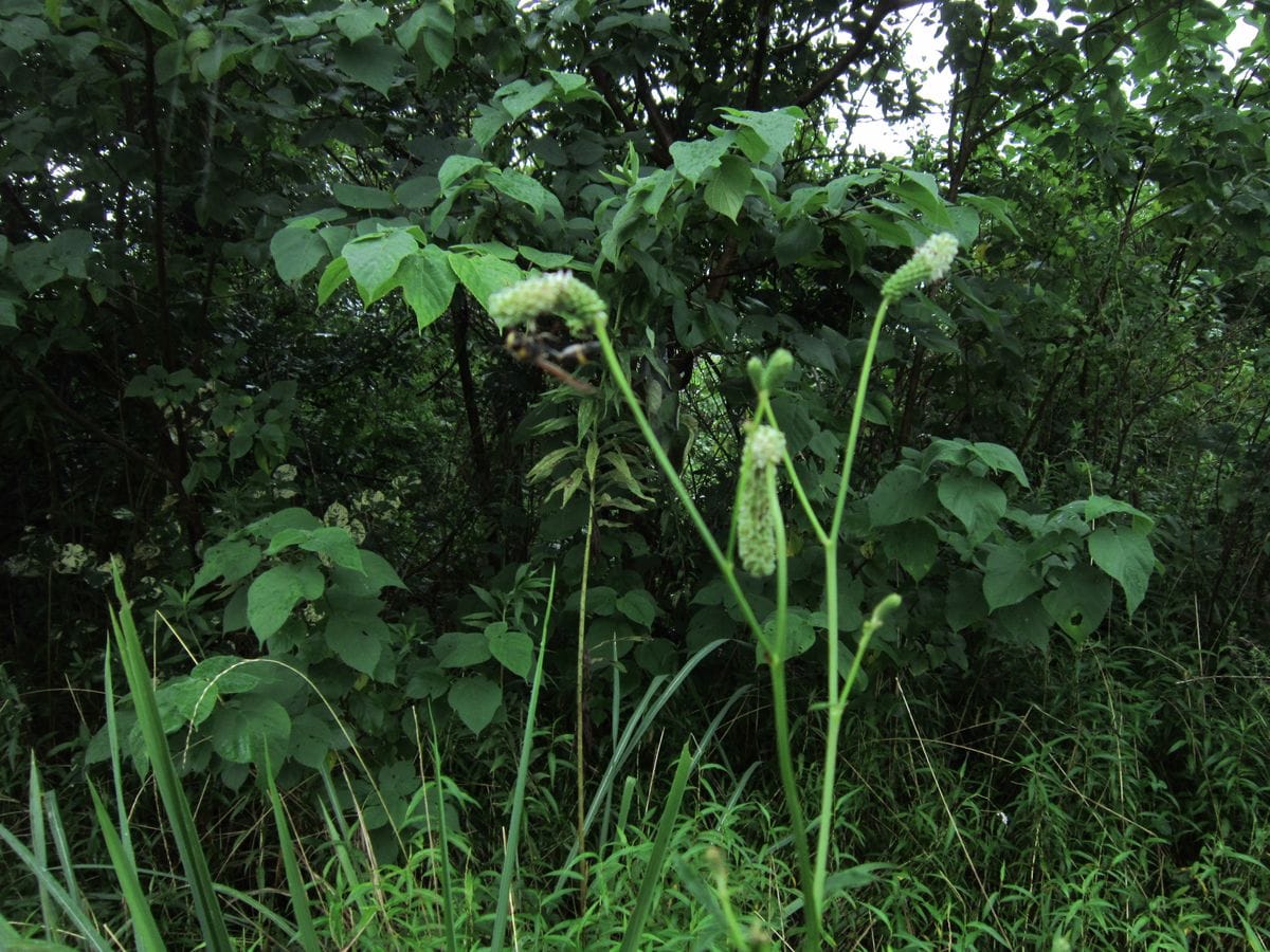 野草園の昆虫