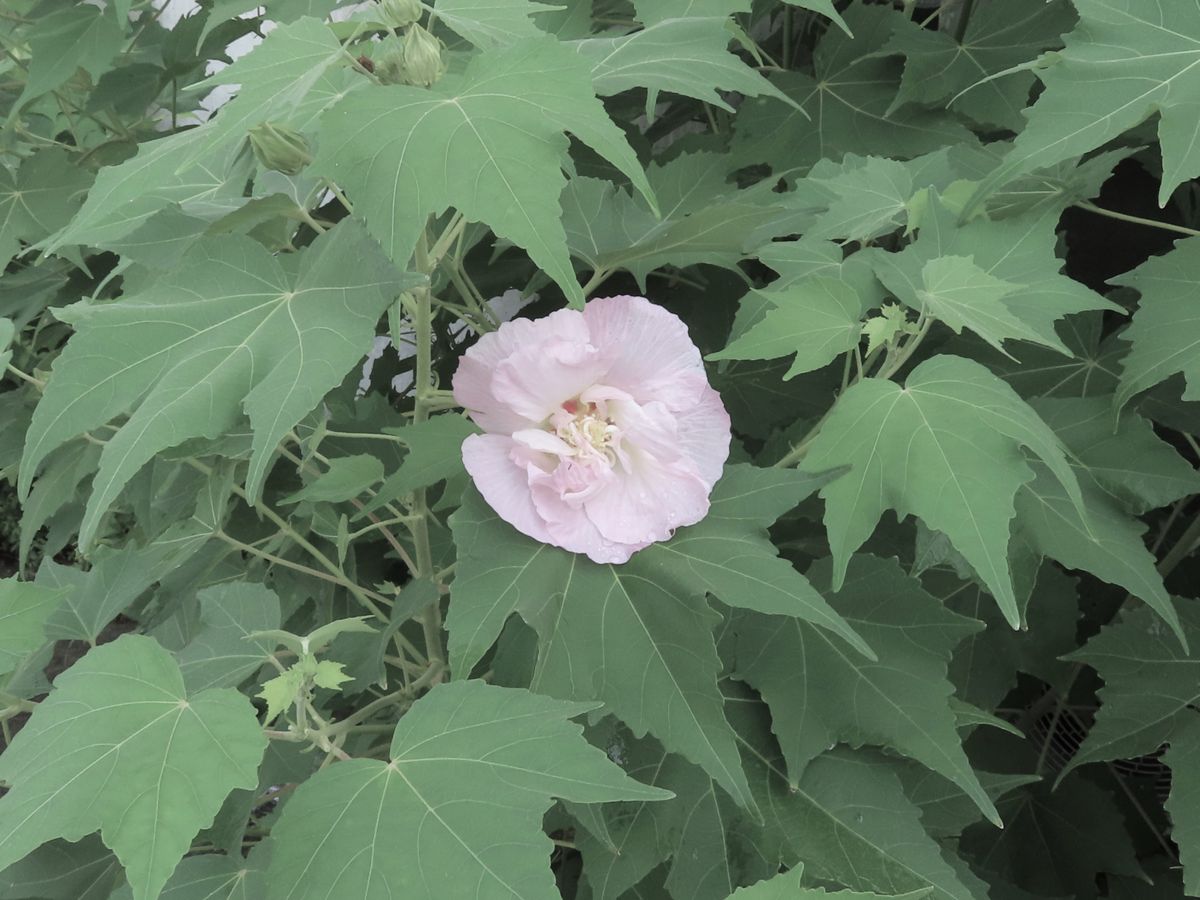 酔芙蓉が咲き始めた