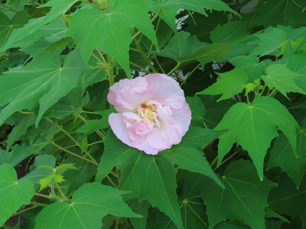 酔芙蓉が咲き始めた