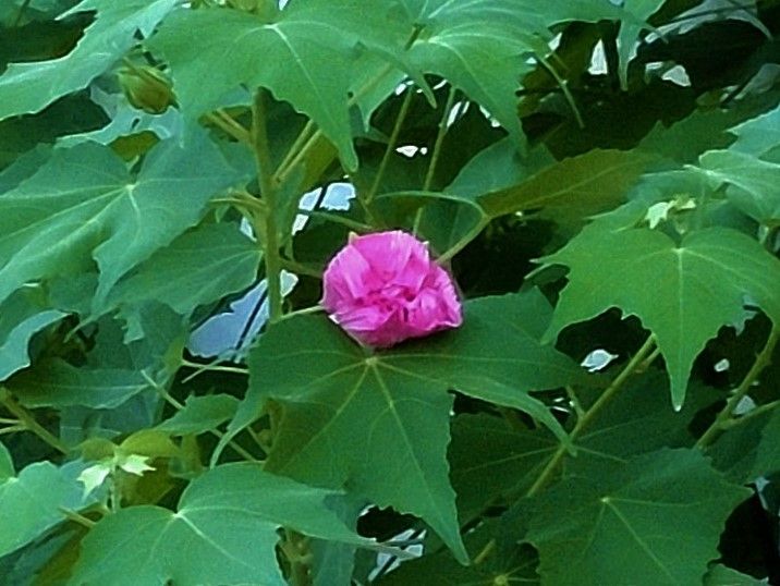 酔芙蓉が咲き始めた