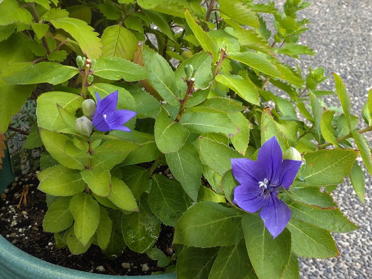 切り戻したキキョウの開花と種まき