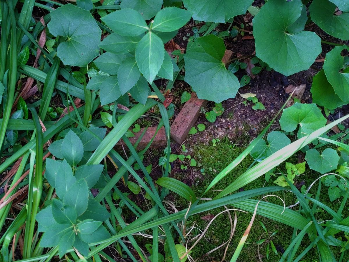 切り戻したキキョウの開花と種まき