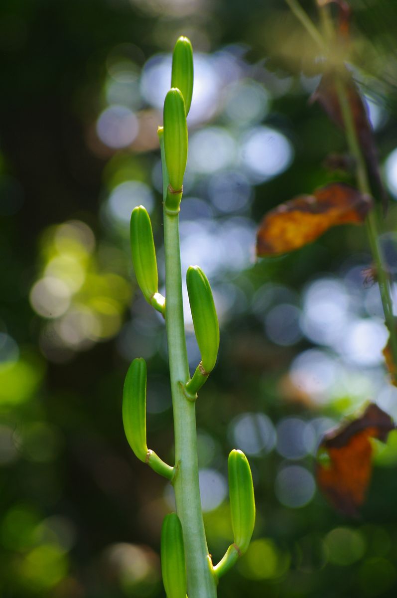 オオウバユリの花のあと 2021