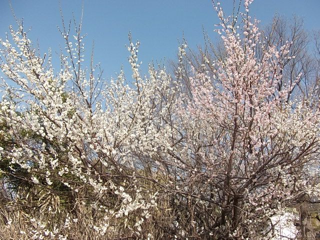 仕事場の畑の花達