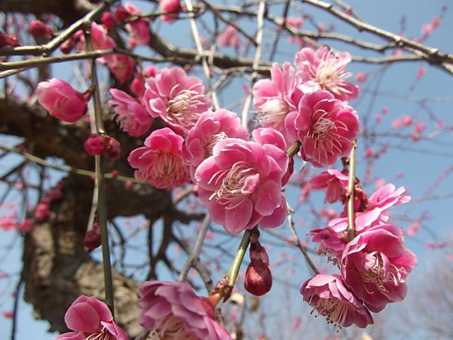 仕事場の畑の花達