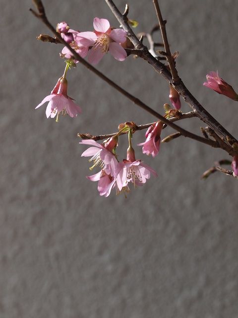 彼岸桜