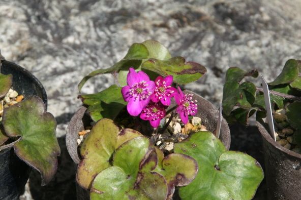 雪割草開花です