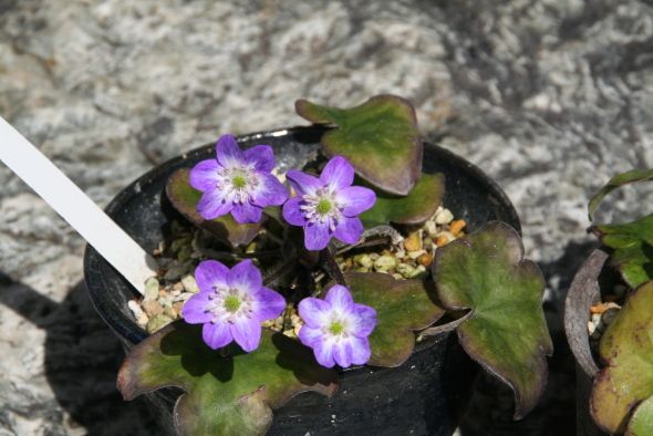 雪割草開花です