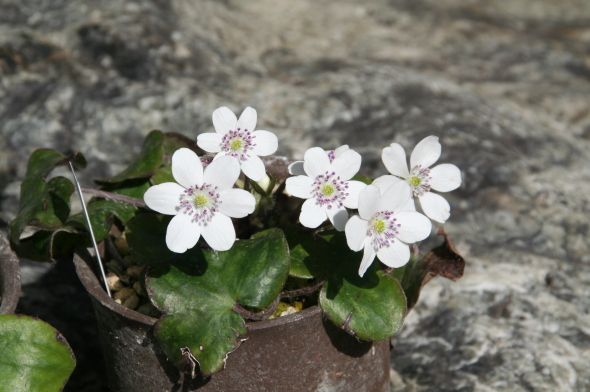 雪割草開花です