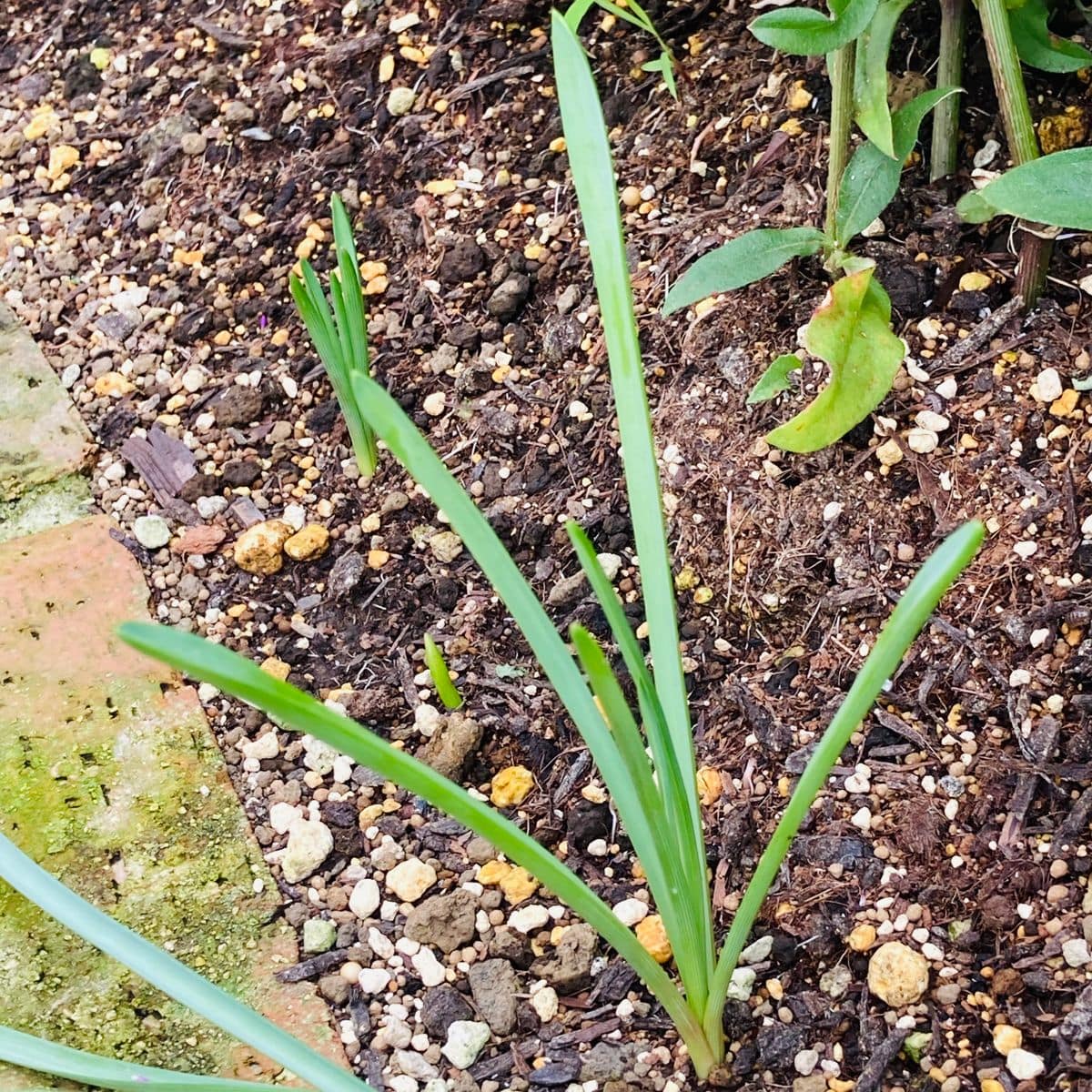 ムスカリ発芽🎵