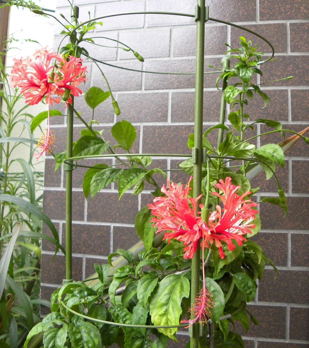 二輪開花した風鈴ブッソウゲ( ´艸｀)・・