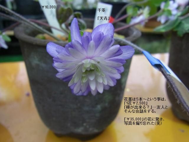 雪割草の季節も間近！