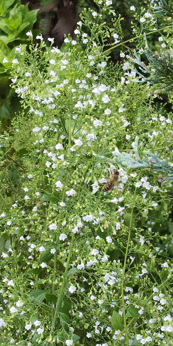  8月24日  夏の虫から秋の虫へ