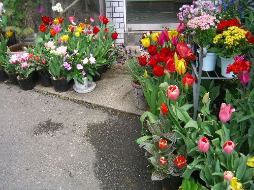 今週末の番組で秋植え球根をお伝えするんだ。