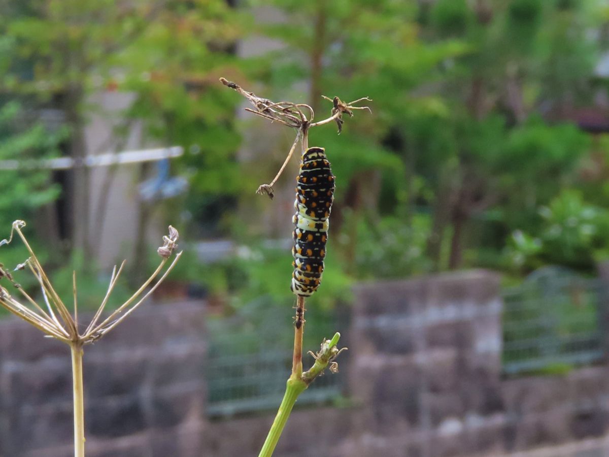 キアゲハ幼虫