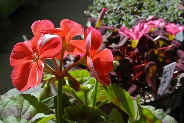 今日の花便り～