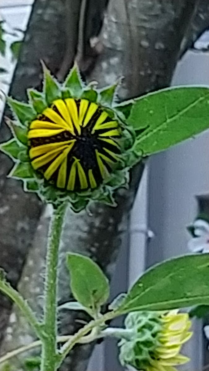 夏の花は元気です😺