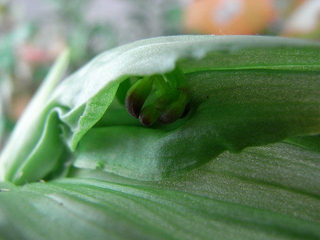 コクランに花芽