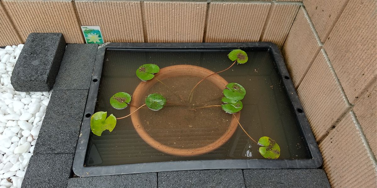 睡蓮(ジョーイトモシック)を植える