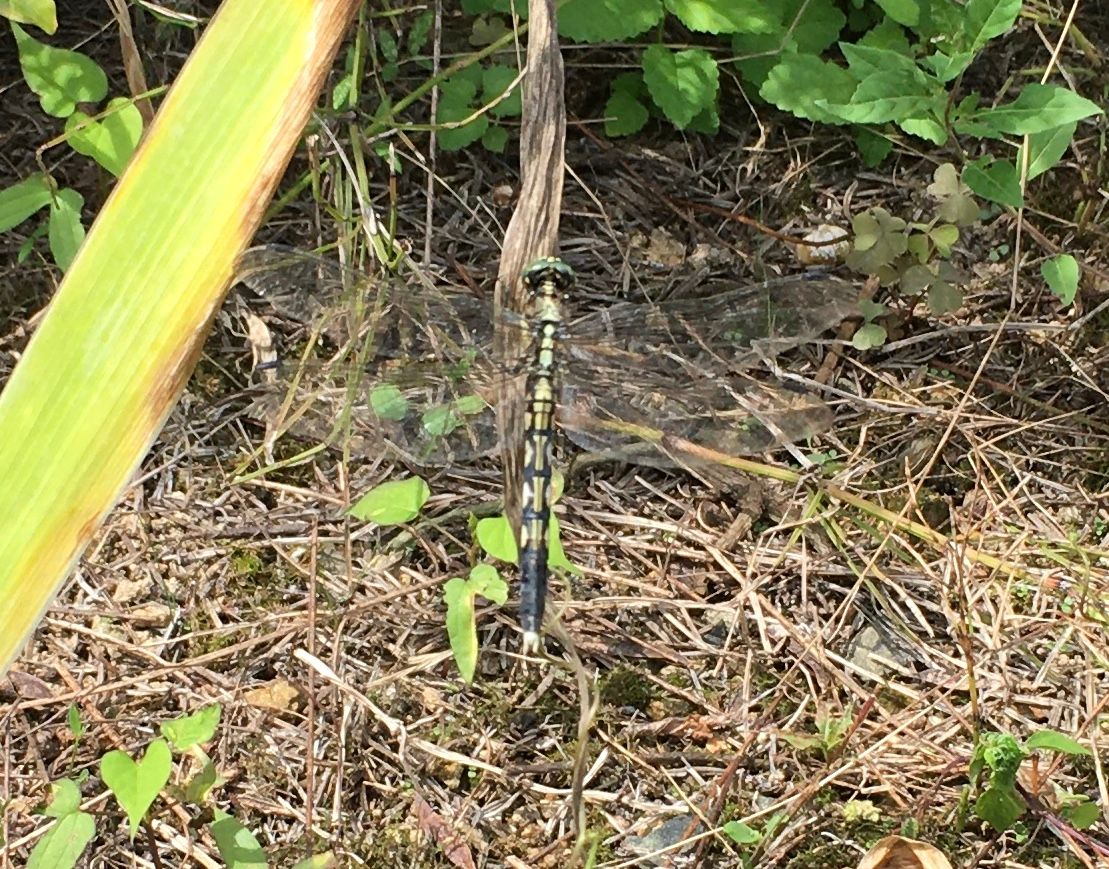 晴れたので（虫の写真あり）